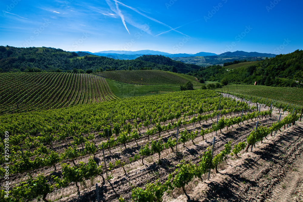 Vineyards and woods on the hill side Cascina Saliceti located in the Municipality of Montegioco Piedmont Italy