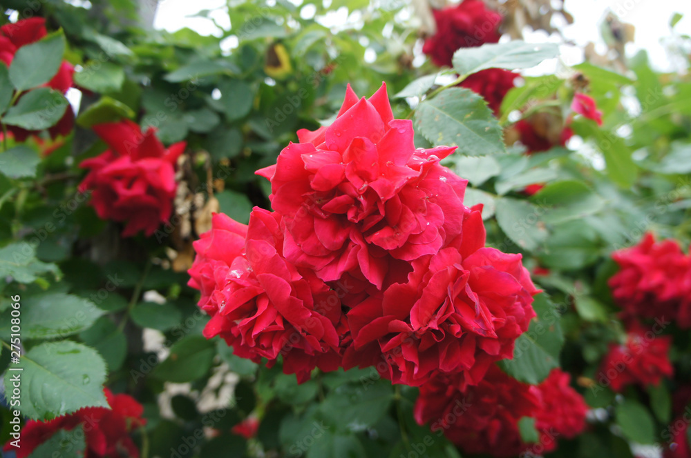 Fototapeta premium Red rose on a bush close up.