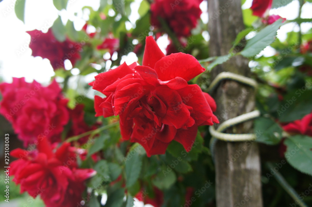 Red rose on a bush close up.