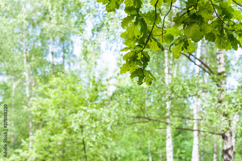 twig of oak tree in forest with blurred background twig of oak tree in forest with blurred background