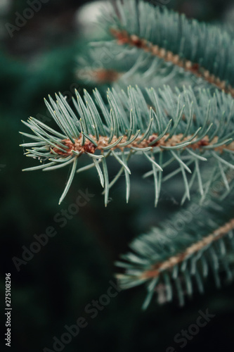 pine branches