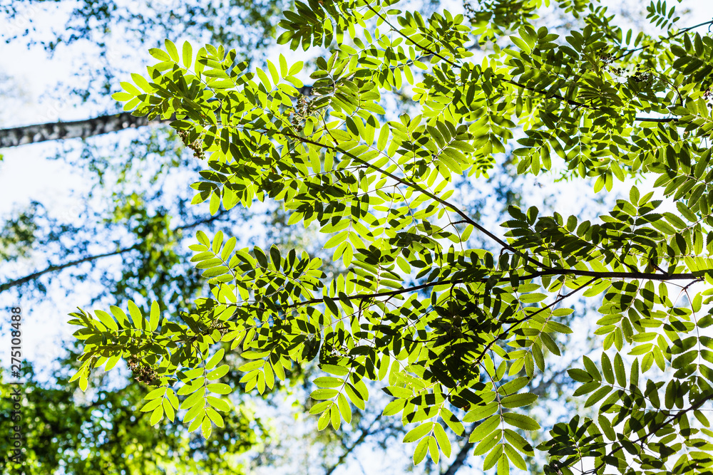 Fototapeta premium bottom view of green branch of rowan tree illuminated by sun under blue sky in forest in summer
