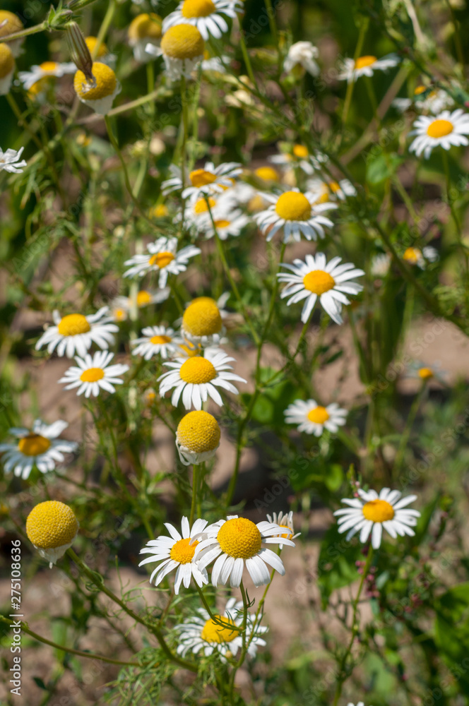 Fototapeta premium Chamomile in green grass (Chamomilla recutita). Flowers on meadow