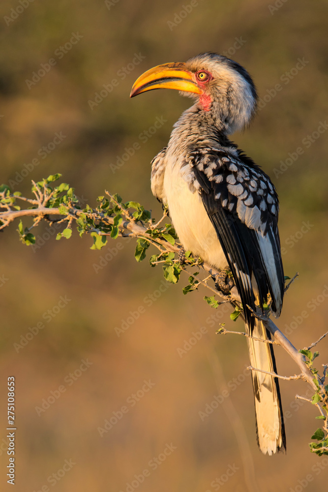 Obraz premium southern yellow-billed hornbill in early morning light sitting on a branch in Kruger National Park in South Africa