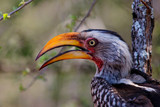 Portrait of a southern yellow-billed hornbill in Kruger National Park in South Africa