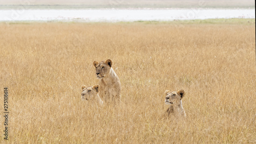 3 jeunes lions