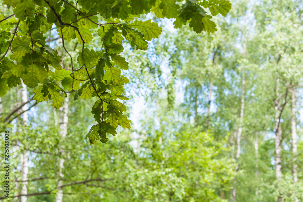Fototapeta premium oak tree twiig in forest with blurred birch grove