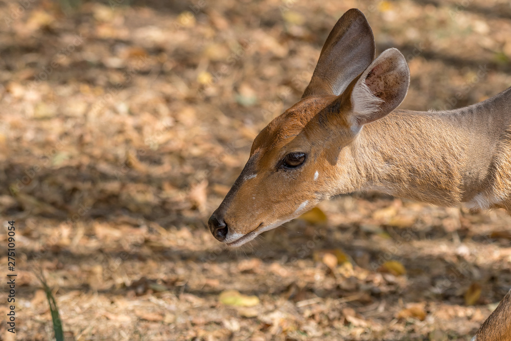 Head and neck of a bushbuck ewe Head and neck of a bushbuck ewe