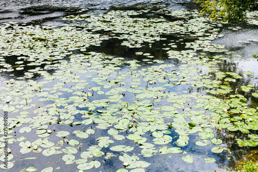 small river with yellow and white water lily small river with yellow and white water lily