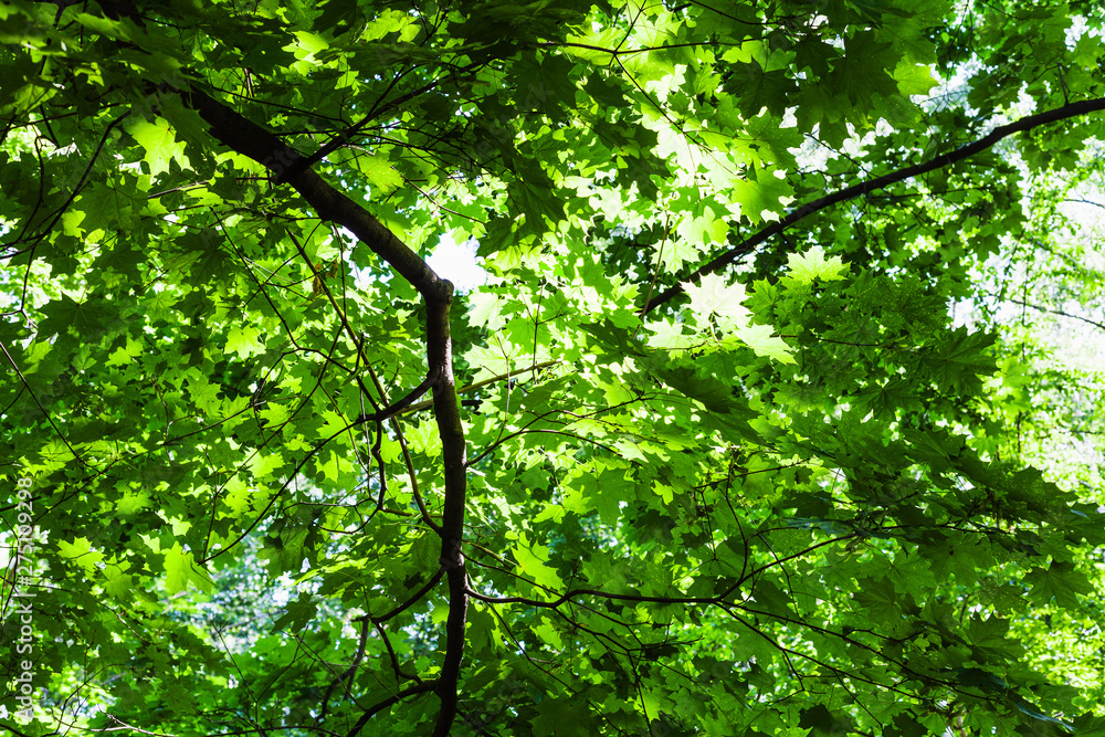 lush green foliage of maple tree in forest lush green foliage of maple tree in forest