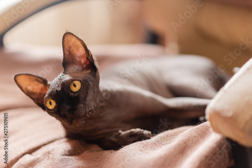 Grey cat sitting in an armchair. Canadian spynx bold cat having rest. Horizontal top view copyspace. photo