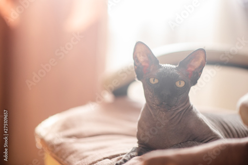 Grey cat sitting in an armchair. Canadian spynx bold cat having rest. Horizontal top view copyspace. photo