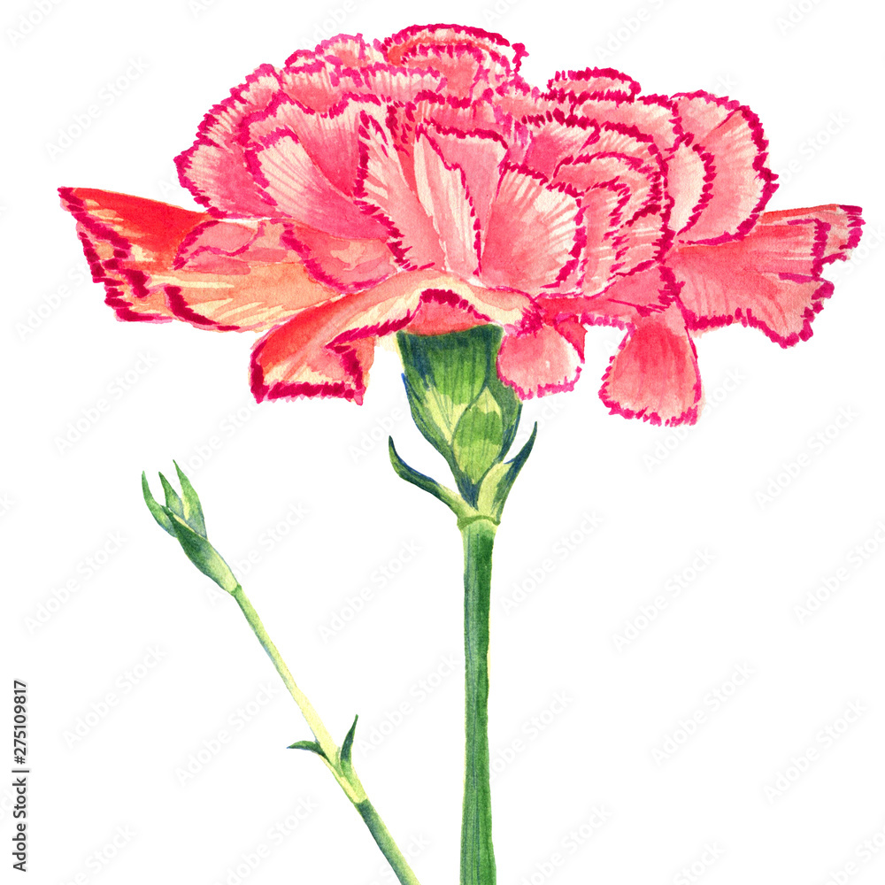 Fototapeta Carnation Clove pink Watercolor. Isolated flower and burgeon on white background.