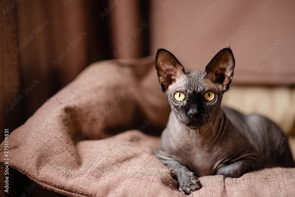 Sphynx Canadian Fluffy Siamese cat with blue eyes. Cat with
