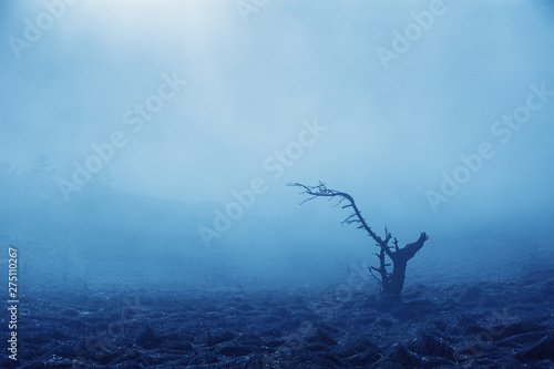Misty forest in the Demerdzhi mountain range in the Valley of ghosts photo