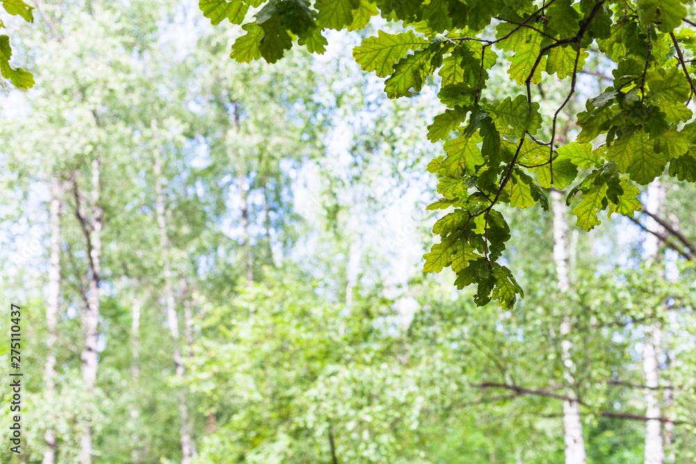 Fototapeta premium green oak leaves in forest with blurred birches