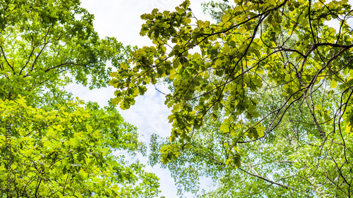 panoramic view of green branch of common oak tree