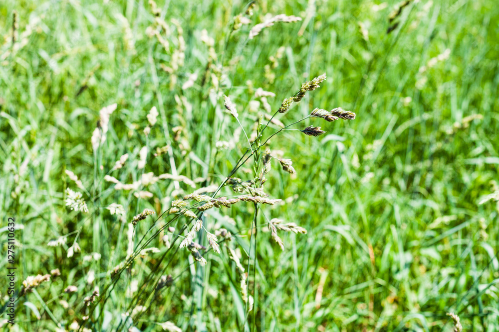 spikelets in green grass close up on green lawn spikelets in green grass close up on green lawn