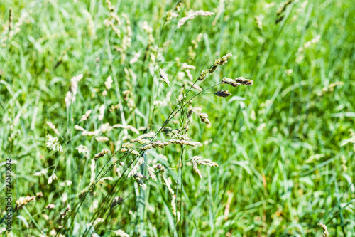 spikelets in green grass close up on green lawn