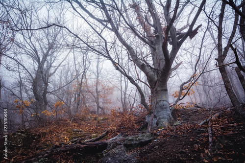 Misty forest in the Demerdzhi mountain range in the Valley of ghosts