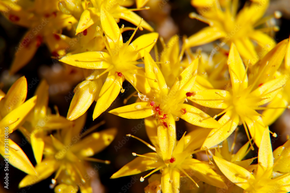 Biting stonecrop, (Sedum acre) with some red velvet mites in bright light Biting stonecrop, (Sedum acre) with some red velvet mites in bright light
