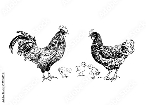 Rooster chicken and chickens hand-drawn black ink.
