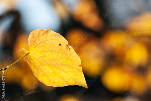 Golden Yellow Leaf
