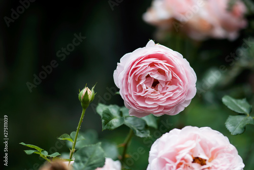 Light Pink Rose and Bud