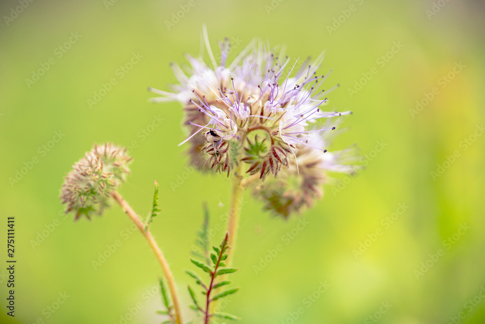 Phacelia