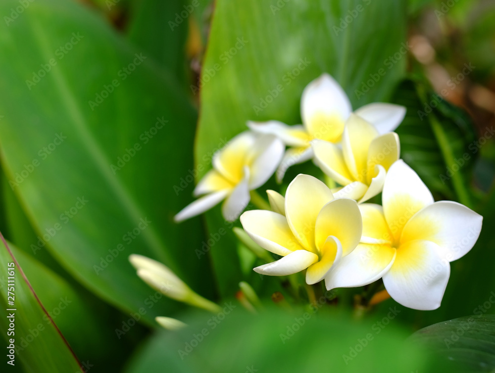 Fototapeta premium Many frangipani flowers (Plumeria) white and yellow in between green leaves.