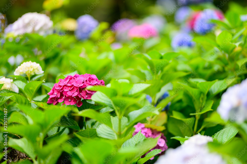 満開の紫陽花
