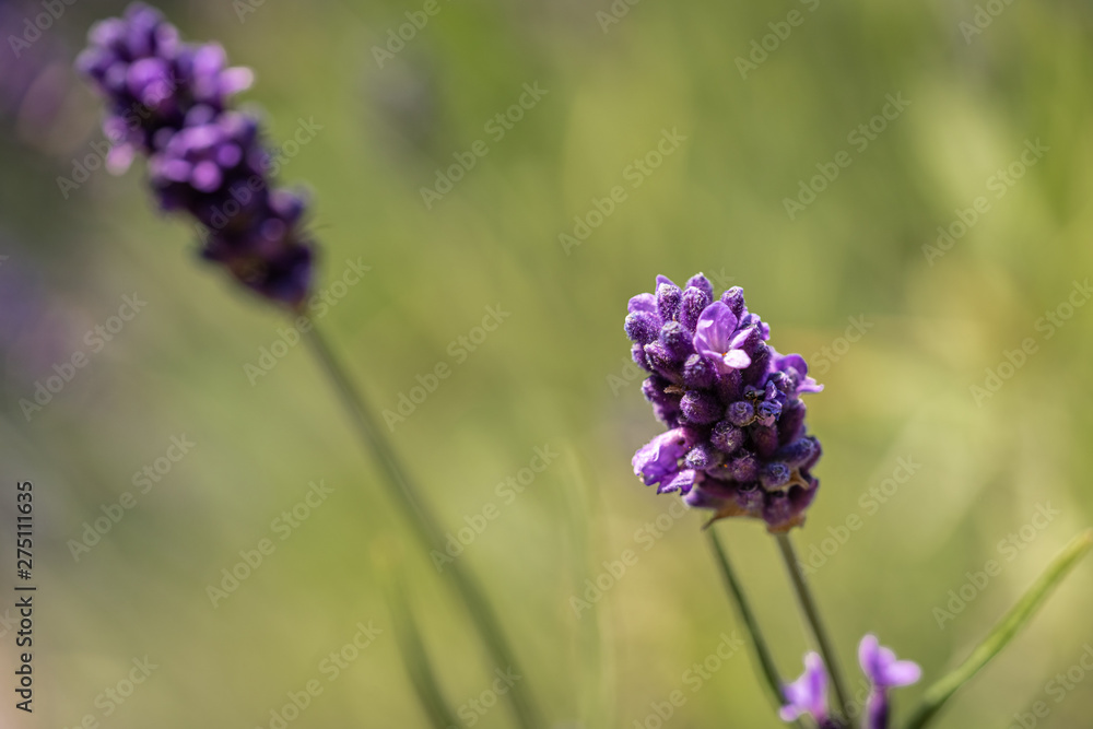Lavendel