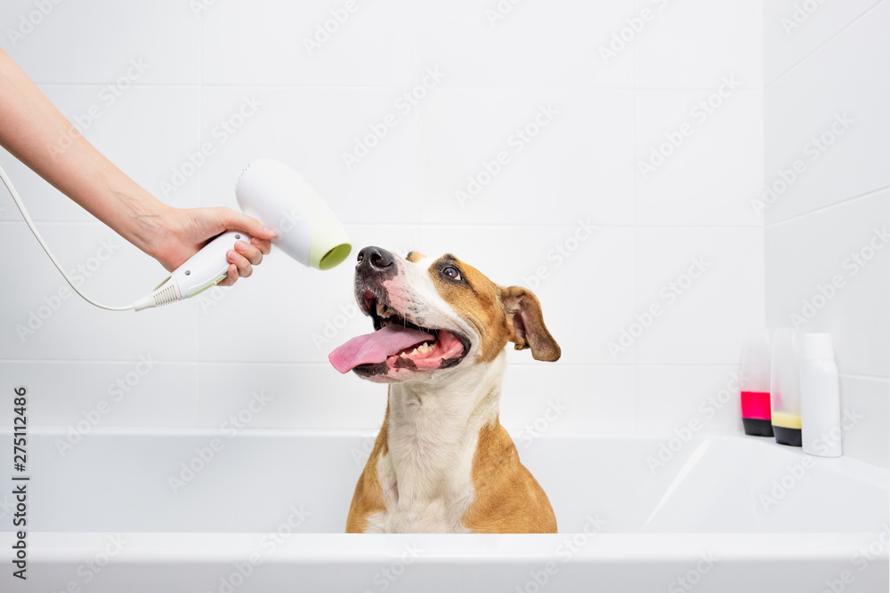 Funny cute dog taking a bath. Taking care of pets at home concept: trained  obedient staffordshire