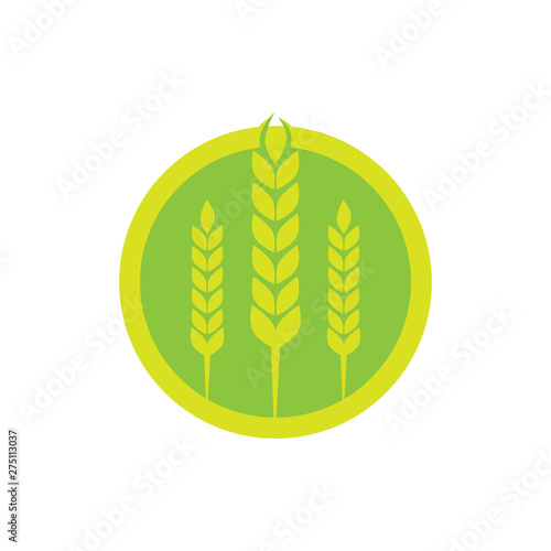 Wheat agriculture and farming vector logo design