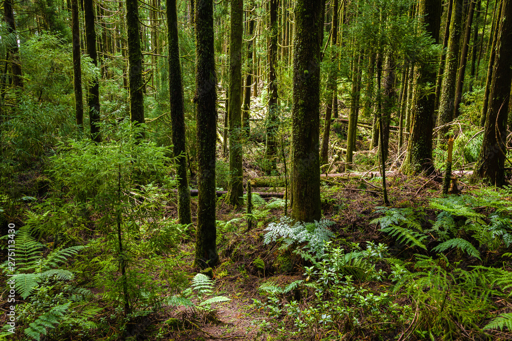 Forest around Canary's Lagoon on Sao Miguel Island, Azores archipelago