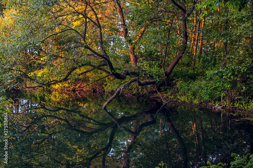 Tree on the shore of the lake in the evening before sunset