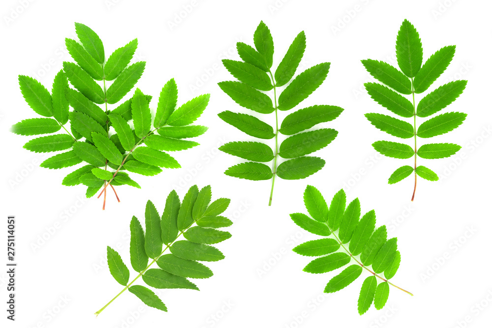 Collage of green leaves of fern and rowan isolated on white background Collage of green leaves of fern and rowan isolated on white background