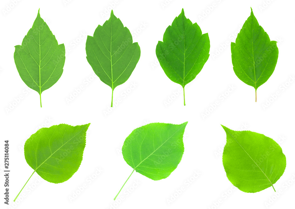 Collage of green leaves of maple and birch isolated on white background Collage of green leaves of maple and birch isolated on white background