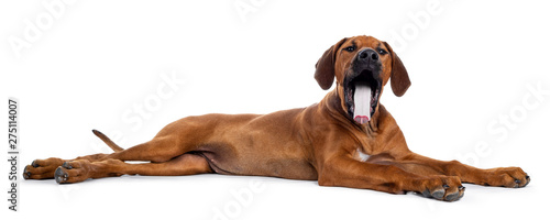 Cute weaten Rhodesian Ridgeback puppy laying down side ways. Yawning with tongue out. Isolated on white background. photo