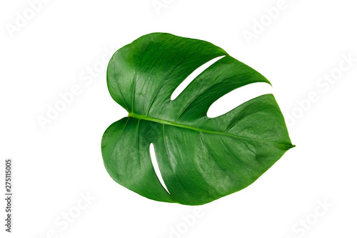 Monstera green leaf isolated on white background with clipping path for summer and spring design element.