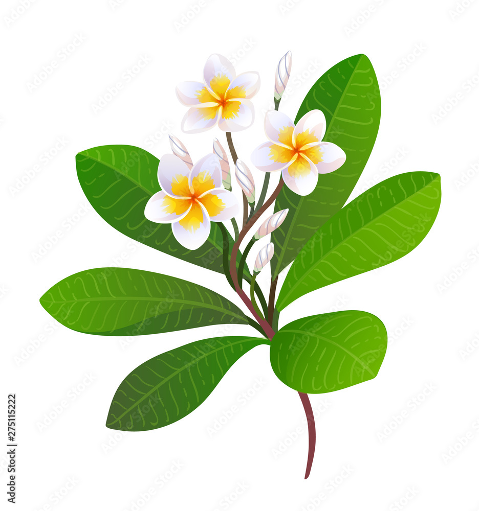 Vector illustration of blooming plumeria. Vector illustration of blooming plumeria.
