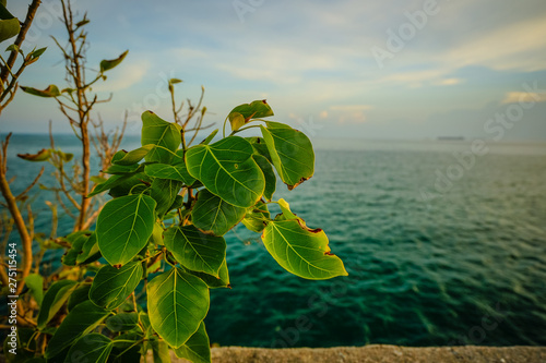 Bodhi Tree and the Sun is falling on the sea at Hellfire Pass of Koh Si Chang, Chon Buri, Thailand.