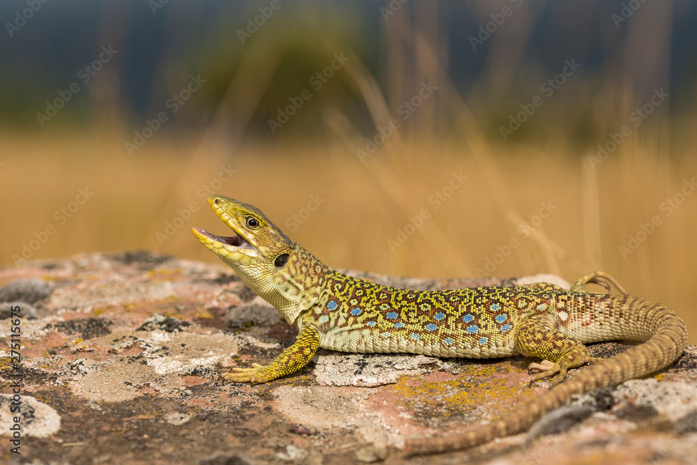 Fototapeta premium ocellated lizard, Timon lepidus, spain.