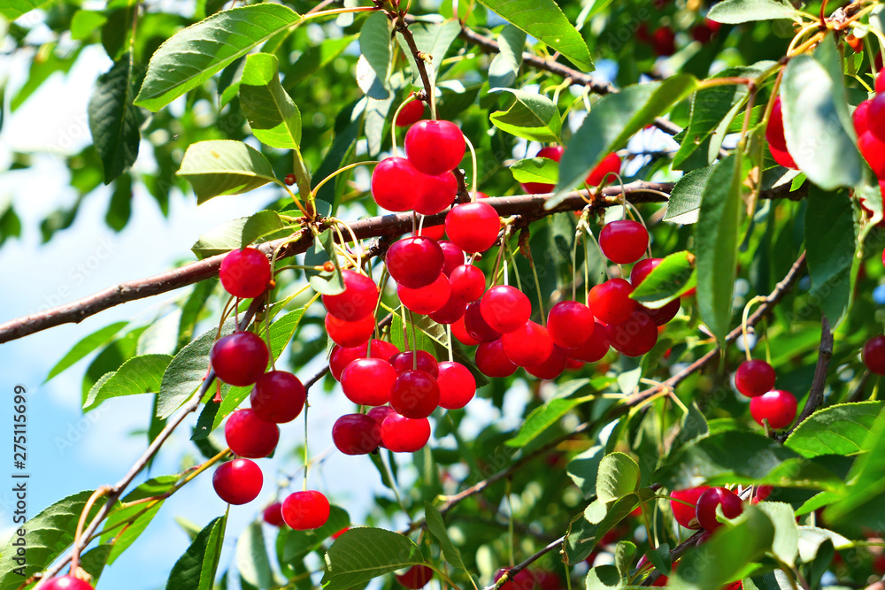 Red cherries fruits on tree.