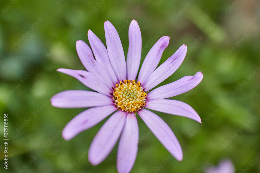 Fototapeta premium Beautiful pink Osteospermum (African Daisy) flower on a sunny spring day.