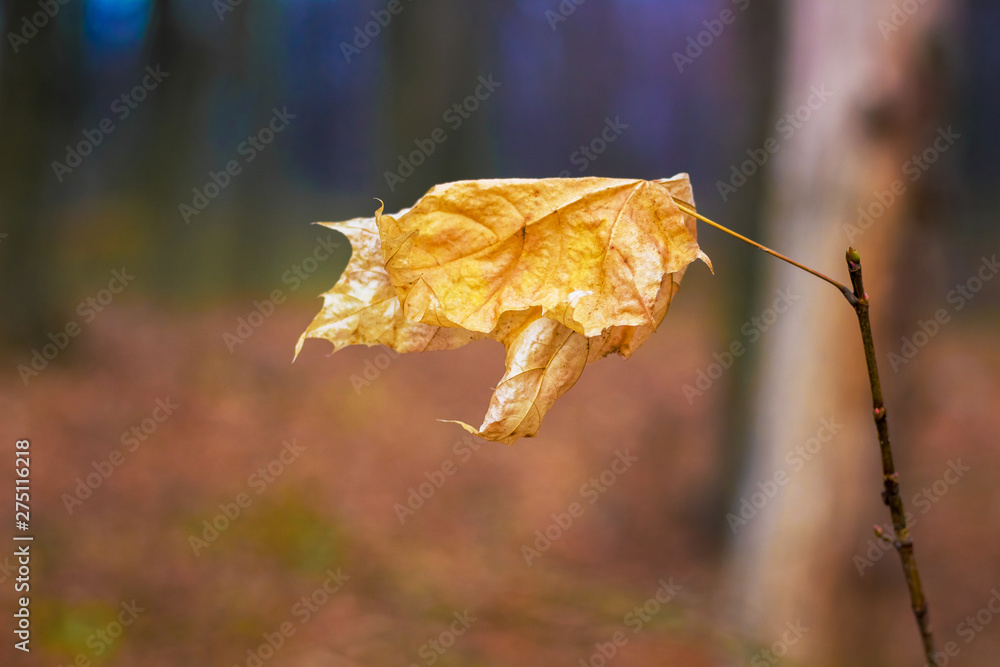 Obraz premium A dry orange maple leaf in the forest on a dark background_
