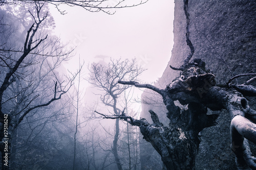 Misty forest in the Demerdzhi mountain range photo