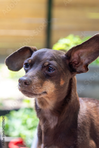 friendly brown pinscher dog portrait outdoor © juliedeshaies