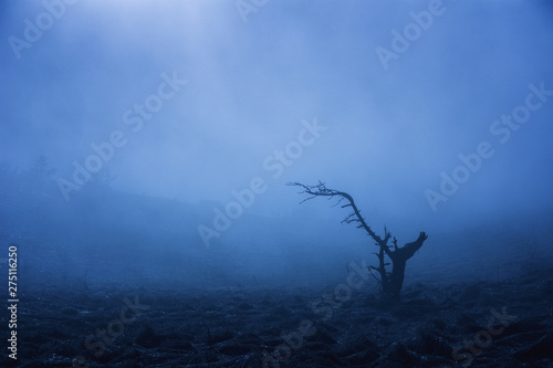 A lonely tree in the fog stands in the field.
