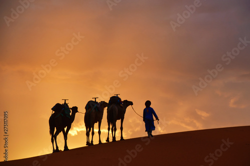 Camel caravan in the Sahara   desert on during sunset   Morocco